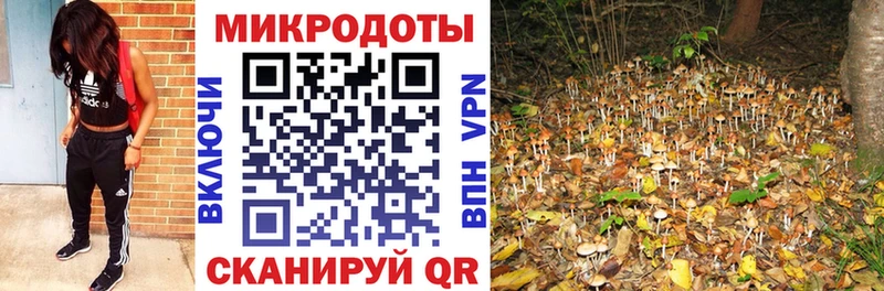 Псилоцибиновые грибы Psilocybine cubensis  Купить где  Богданович 